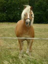 I took a picture of this gorgeous stallion when I was delivering the newspaper.